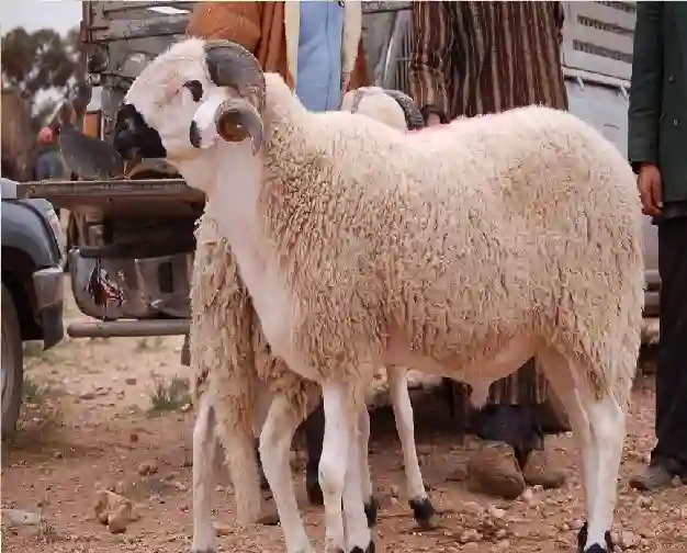 خروف المليونين يهز الخليج