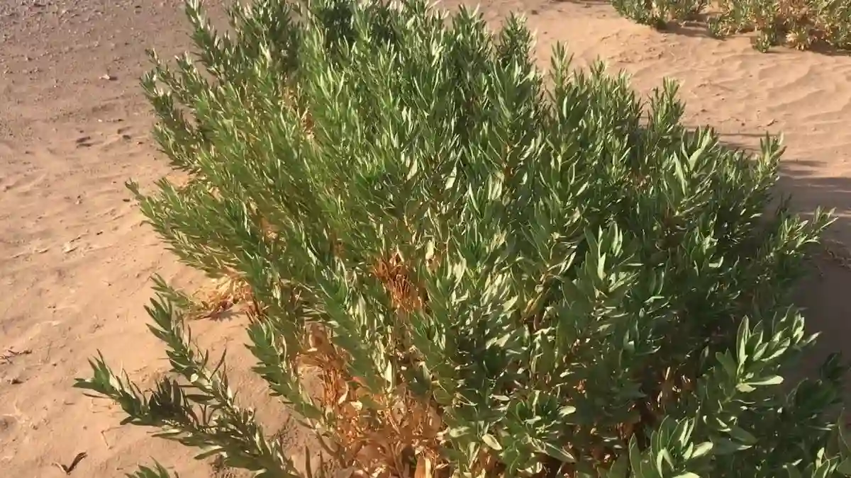 الحرمل
