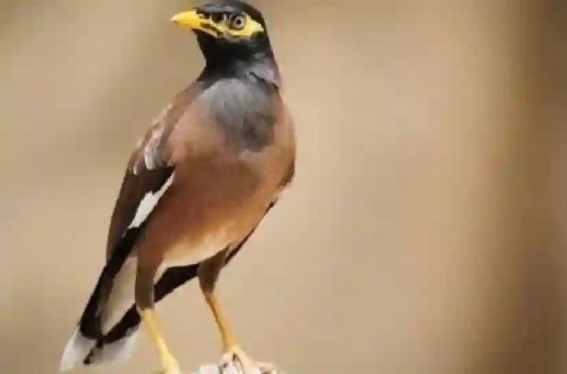 ظهور أسطوري في سماء المملكة
